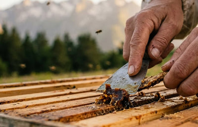 Propolis
